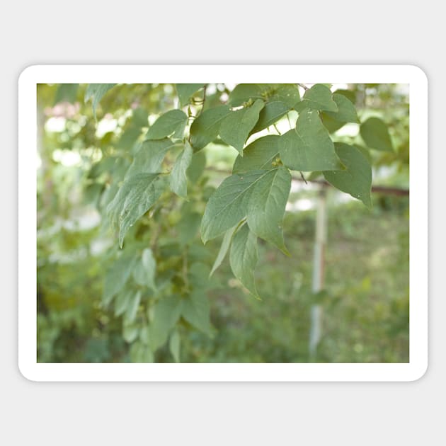 Pastel green leaves Magnet by Beccasab photo & design